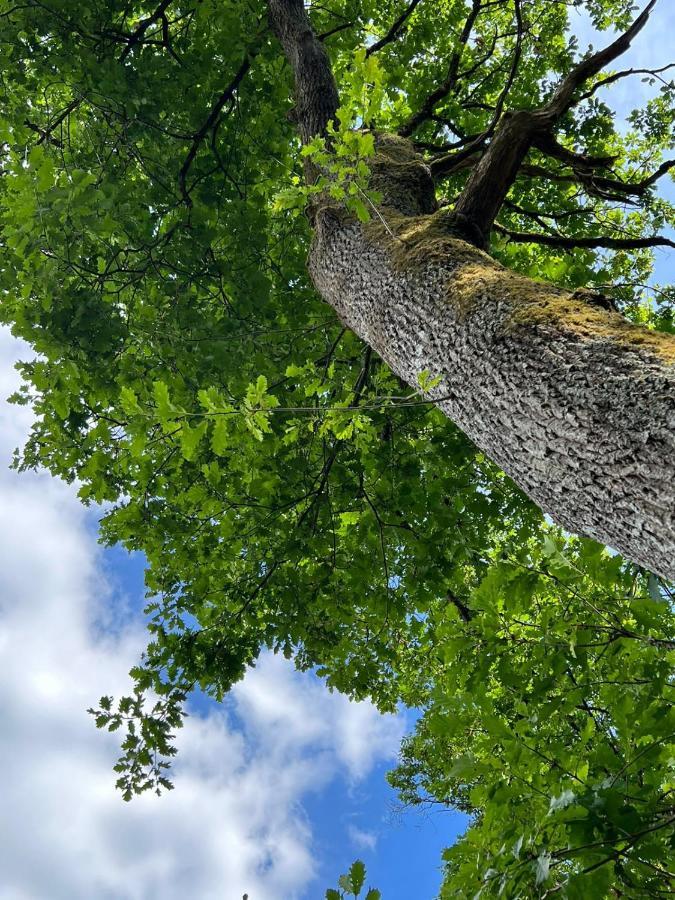 Charmante Cabane Dans Les Arbres Avec Jacuzzi Et Sauna Boismorand Eksteriør billede
